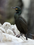 Shag standing upright on rock, Staple Island