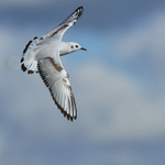 Bonaparte's Gull banking over Farmoor Reservoir