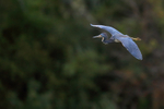 Tricolored Heron flying, trees background - Venice Rookery, Florida