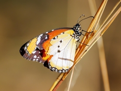 African Monarch