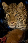 Leopard with kill