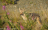 Coyote on the road to Denali National Park