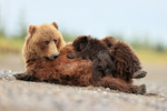 Brown Bear feeding cub on beach, Silver Salmon Creek, Alaska