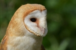 Barn Owl