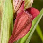 Scarce Serapias (Serapias neglecta)