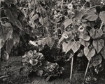 Sunflowers and Cabbages, Pennsylvania, 1986