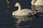 Whooper Swan