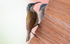 Green-headed sunbird female