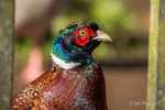 Pheasant Portraits - 1 of 3