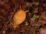 Velutina plicatilis