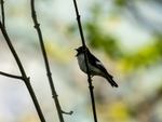 Pied Flycatcher