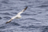 Southern Fulmar low over waves, South Africa