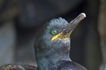 Shag