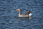 Greylag Goose