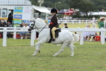 JPP_2006