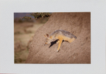 026 Jackal