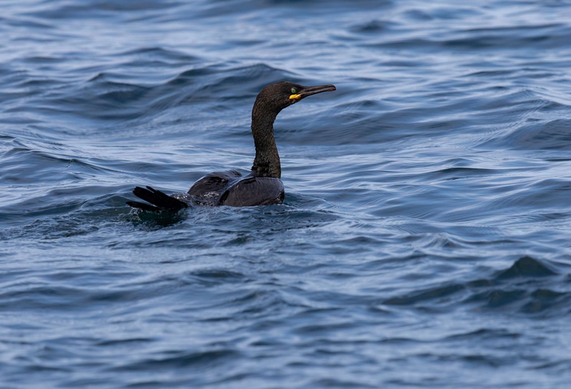 European Shag - Isle of Skye - Scotland