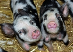 Anna's Piglets (13)