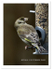 Green Finch