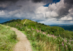 Blackhill Summer