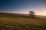 Henside Copse 02 C