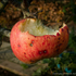 Apple feeder