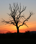 Tree at Sunset