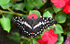 Black Swallowtail