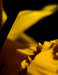 daffodil 2