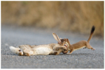 Road Kill