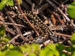 Adder