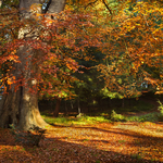 Autumn Colour