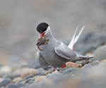 Arctic Tern - Sterna paradisaea