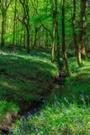 Bluebells by the Stream