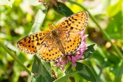 Pearl Bordered Fritillary