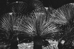 Botanical Garden (Mexico City) #1