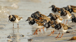 Ruddy Turnstones