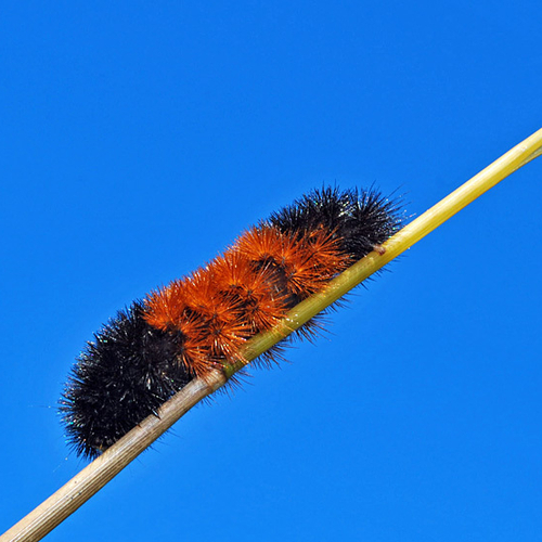 The Banded Wooly Bear is the caterpillar/larvae of the Isabella Tiger Moth (Pyrrharctia Isabella).