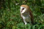 Barn Owl
