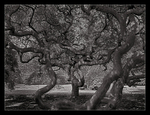 Tree of Life