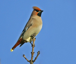 Waxwing