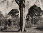 Arboretum, Ireland, #1, 1985