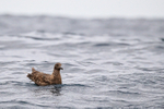 Brown Skua swimming on sea off Cape Point, South Africa