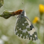  Eastern dappled white (Euchloe  ausonia)