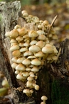 Sulphur Tuft Fungus 1