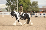 Class 314 - Family Horse Pony portfolio