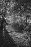Hillsborough Park b&w