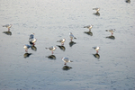 Black-headed Gulls