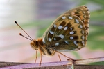 Dark Green Fritillary