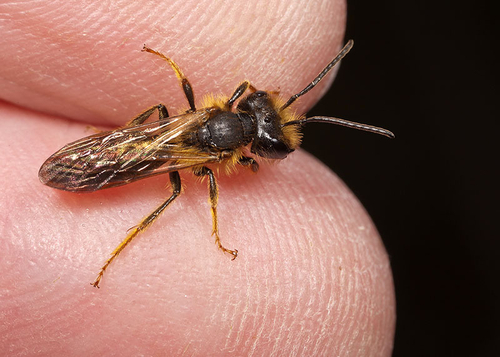 A scarce [i]Andrena bucephala[/i] male. At a known breeding site in Warwickshire. May 2012. Note characteristically l…